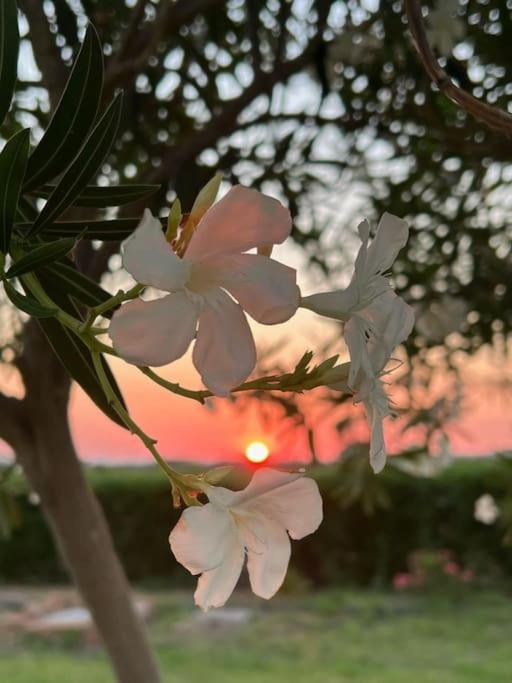 Casa Barbara Sardinia Villa Masainas ภายนอก รูปภาพ